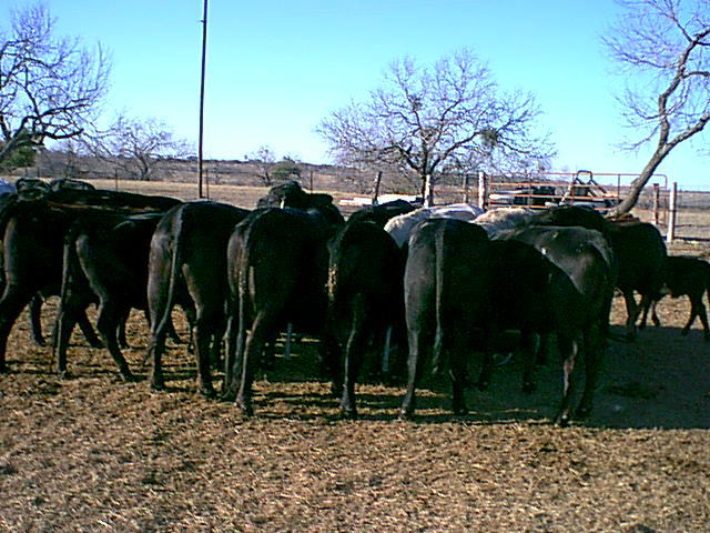 Cattle